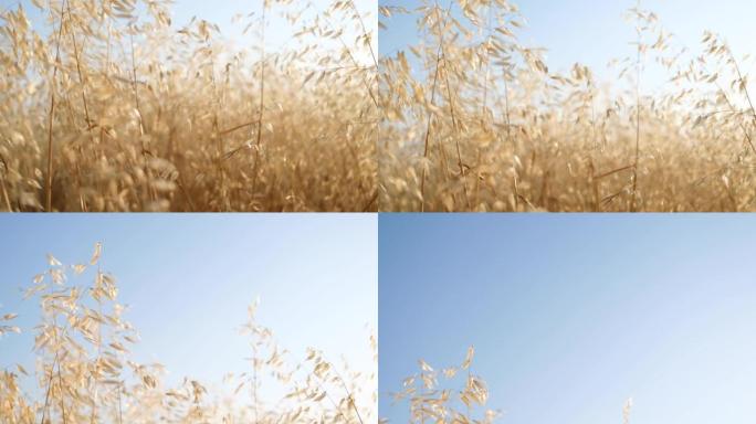 金色小麦的耳朵在风中飘动