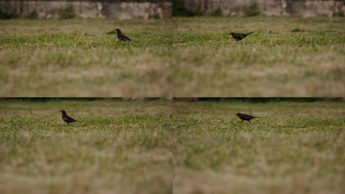 草地上的猎鸟