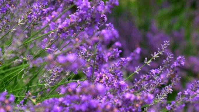 特写美丽盛开的薰衣草花在风中摇曳。蜜蜂在薰衣草花上工作。盛开的紫色芳香薰衣草花。慢动作。自然背景。