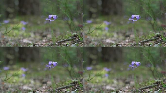 春天森林中生长的紫罗兰苔花特写镜头