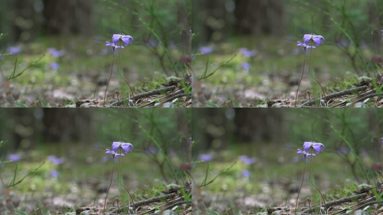 春天森林中生长的紫罗兰苔花特写镜头
