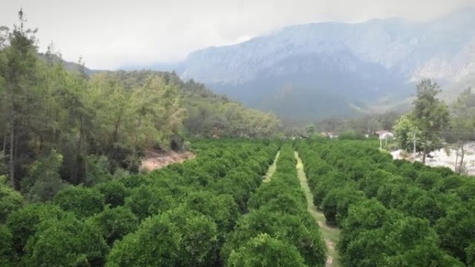 果园上生长的橘子。柑橘橘树花园。橙色种植园。农业农场种植园