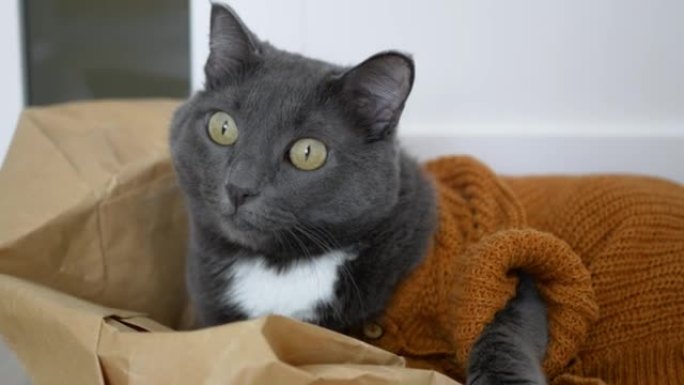 一只可爱的灰猫躺在超市的纸袋上。有趣的猫穿着宠物衣服，以棕色针织开衫的猫衣服的形式穿着，这样它们在北