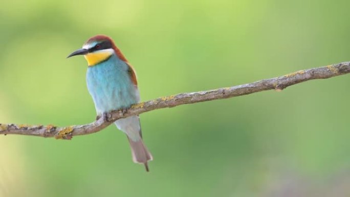 与五颜六色的食蜂人面对面 (Merops apiaster)