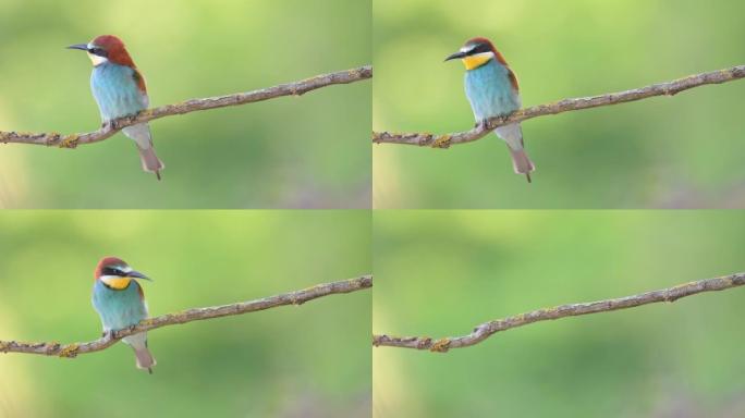 与五颜六色的食蜂人面对面 (Merops apiaster)