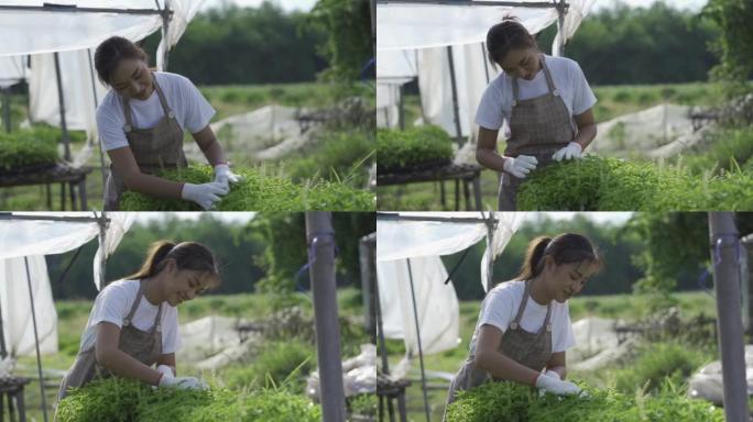 亚洲女园丁检查各种蔬菜农场新鲜农产品的质量4k视频