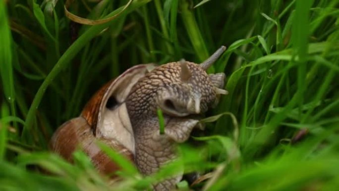 头上有角的蜗牛在绿草中爬行