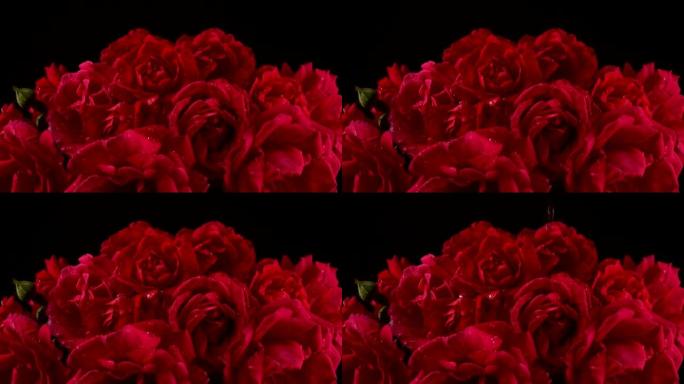 水滴落在红玫瑰的花蕾上。在黑色背景上拍摄。