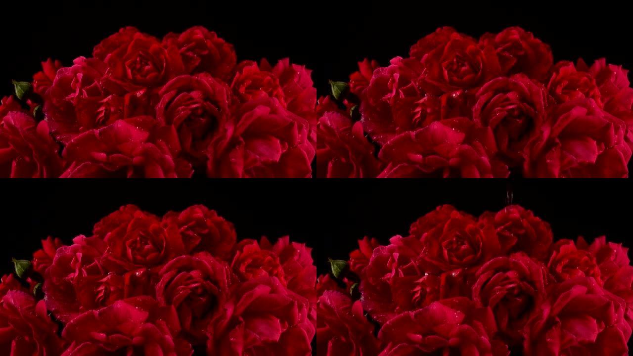 水滴落在红玫瑰的花蕾上。在黑色背景上拍摄。