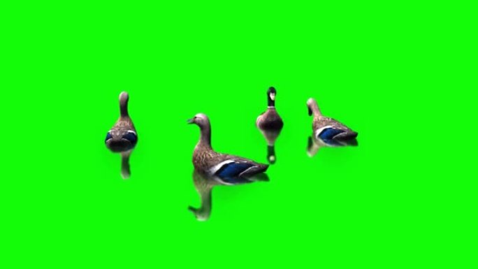 鸭子在绿屏上游泳