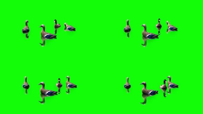 鸭子在绿屏上游泳