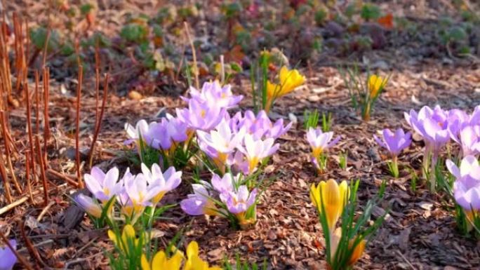 早晨金色日出时美丽的紫色白色黄色春季番红花