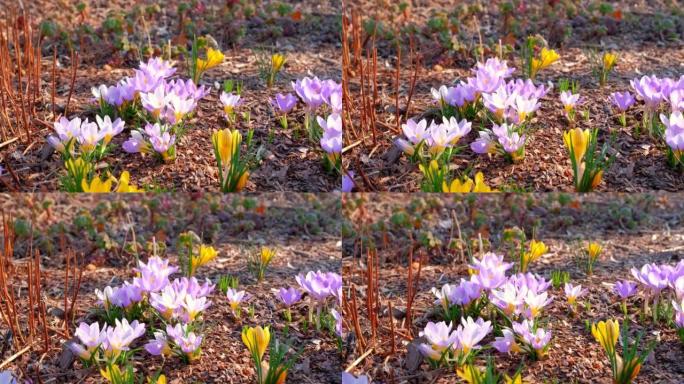 早晨金色日出时美丽的紫色白色黄色春季番红花