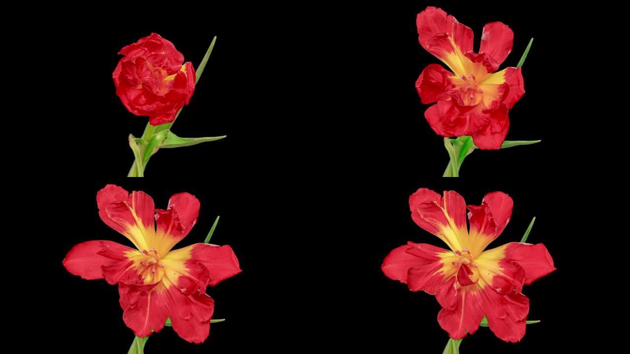 俯视生长的红芽郁金香花。令人惊叹的美丽开花植物。可爱的浪漫自然背景婚礼装饰花卉生长过程特写4k，情人