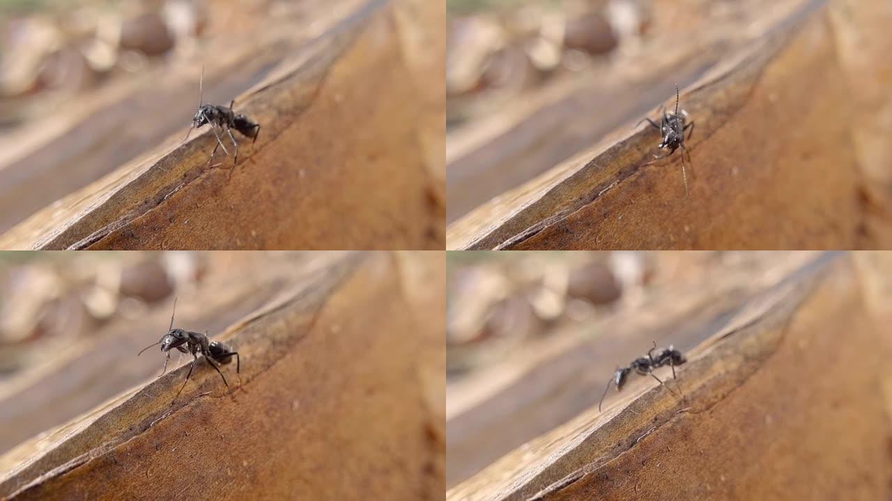 在树上爬行的大黑蚂蚁，小昆虫