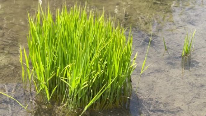 在仲夏稻田种植之前，稻苗呈鲜绿色。