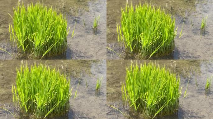 在仲夏稻田种植之前，稻苗呈鲜绿色。