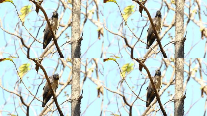 东方蜂蜜秃鹰鸟在自然背景上的树枝上。鹰。动物。