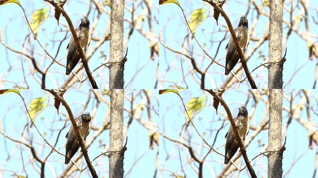 东方蜂蜜秃鹰鸟在自然背景上的树枝上。鹰。动物。