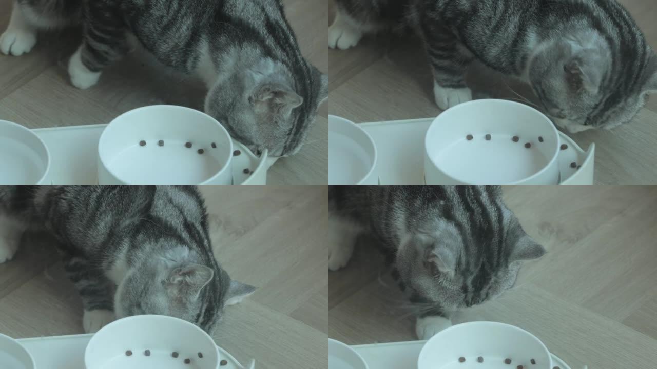可爱的猫正在享受美味的粗磨午餐