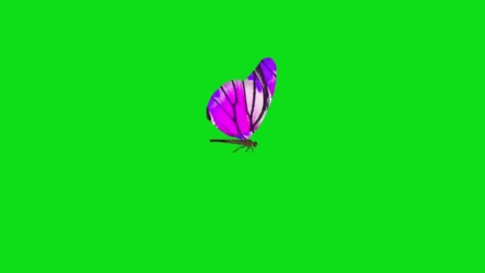 紫色蝴蝶独自在绿色背景上飞翔。带阿尔法通道的蝴蝶。键颜色，颜色键，alpha通道。4k蝴蝶视频