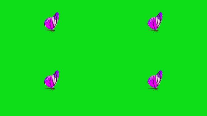 紫色蝴蝶独自在绿色背景上飞翔。带阿尔法通道的蝴蝶。键颜色，颜色键，alpha通道。4k蝴蝶视频