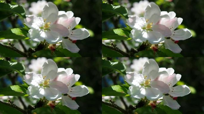 白色和粉红色的花朵在苹果树上绽放。