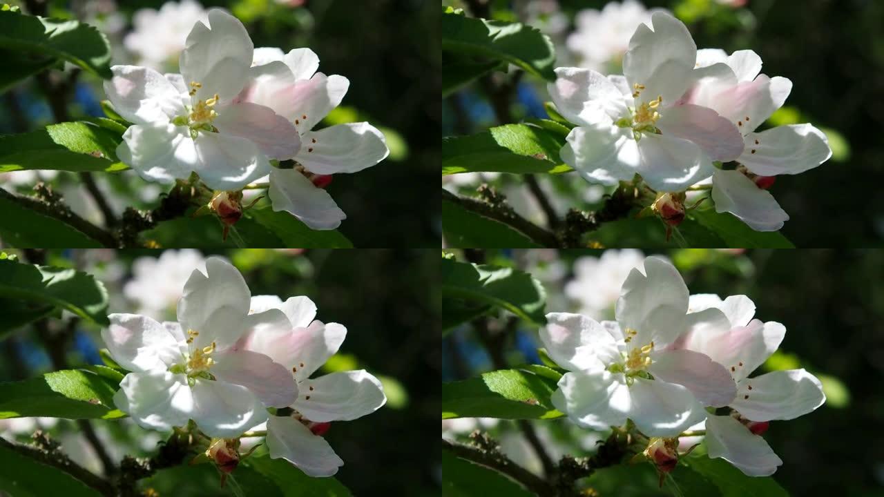 白色和粉红色的花朵在苹果树上绽放。