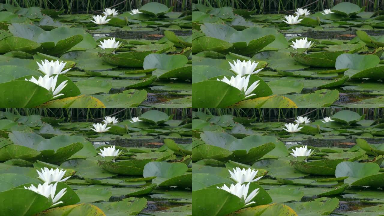 淡水池塘表面的白色睡莲。