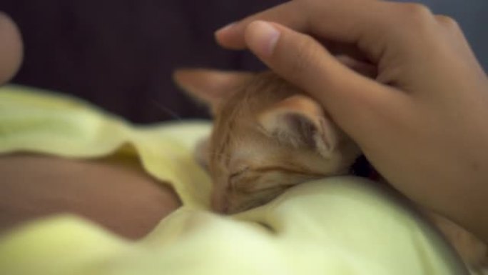 亚洲女人在新家拥抱小猫。收养流浪猫的概念有一个爱并能照顾他们的新主人。