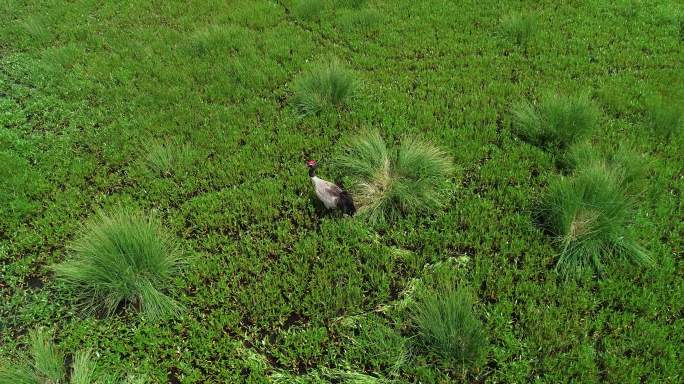 黑颈鹤行走在湿地航拍