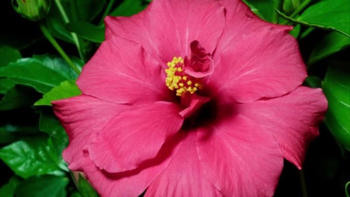 粉红色芙蓉花从芽到全花的延时镜头隔离在黑色背景上，4k视频，特写b卷镜头，缩小然后放大效果。