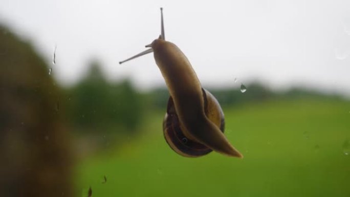 雨后在窗户玻璃上爬行的大葡萄蜗牛。窗户上的雨滴。野生动物生态，保护环境。野生动物。蜗牛在玻璃上爬行，