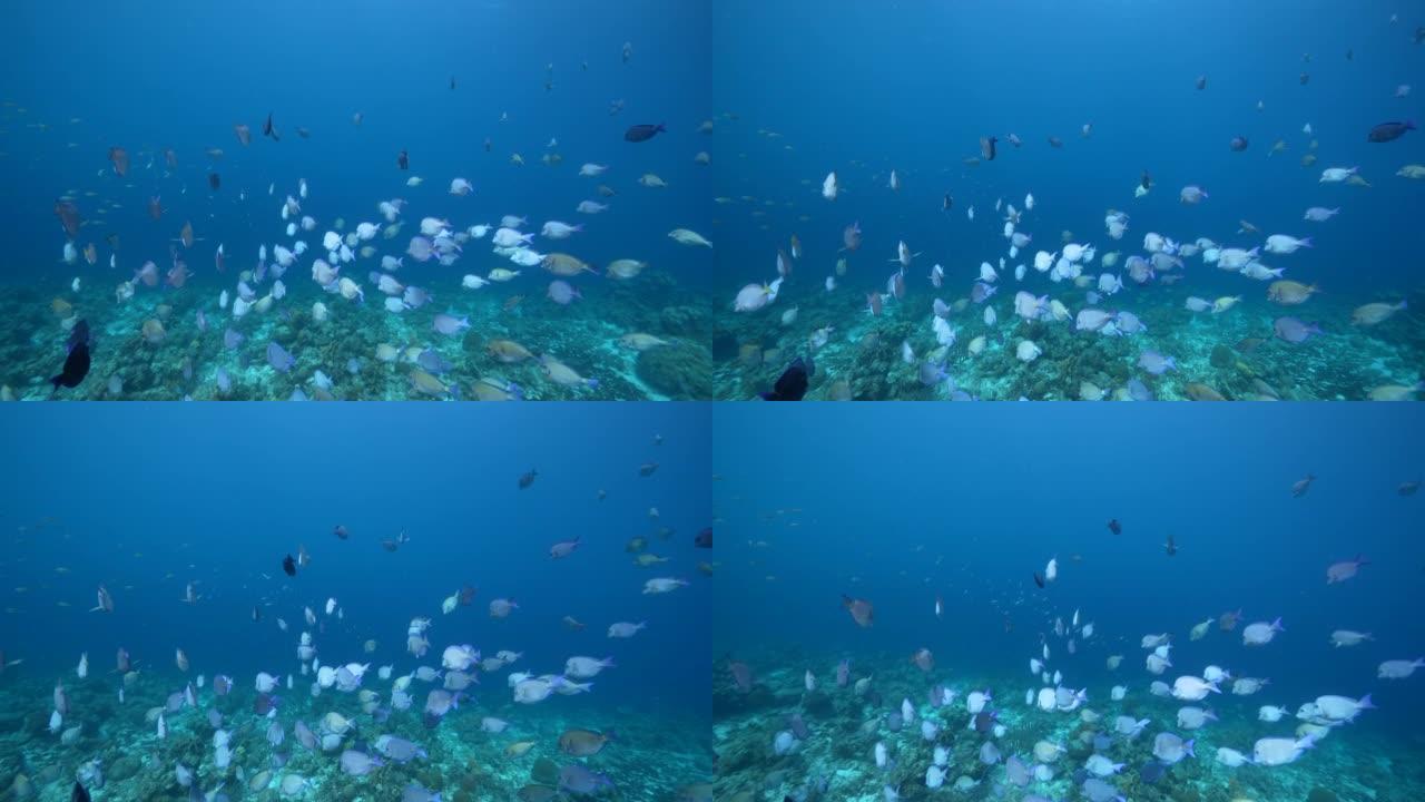 4K 120 fps超级慢动作: 库拉索岛加勒比海珊瑚礁中的鱼类，刺尾鱼，珊瑚和海绵的海景