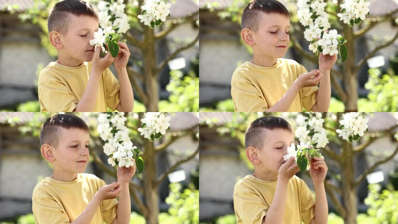 小男孩闻到了盛开的苹果树枝。靠近美丽开花树的孩子。春天的花园。