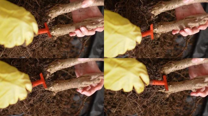 用小小的园艺耙子和手套清洁小树的根部进行移植