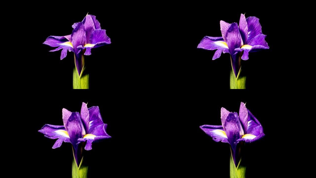 黑色背景上的紫色鸢尾花开放芽在时间流逝。嫩花在延时开花后枯萎