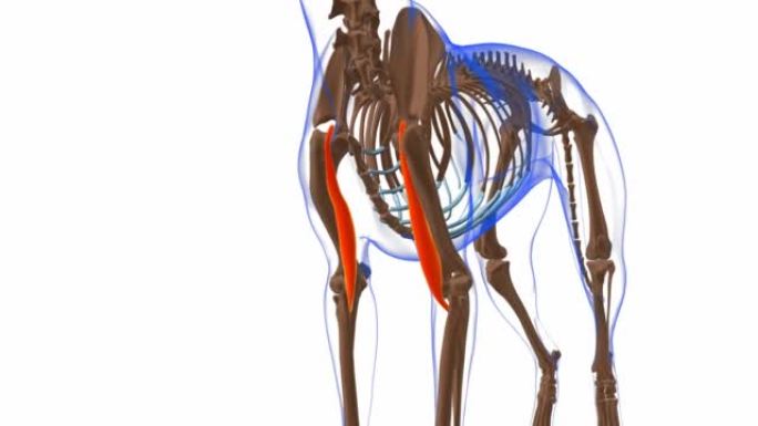 肱二头肌狗肌肉解剖医学概念3D