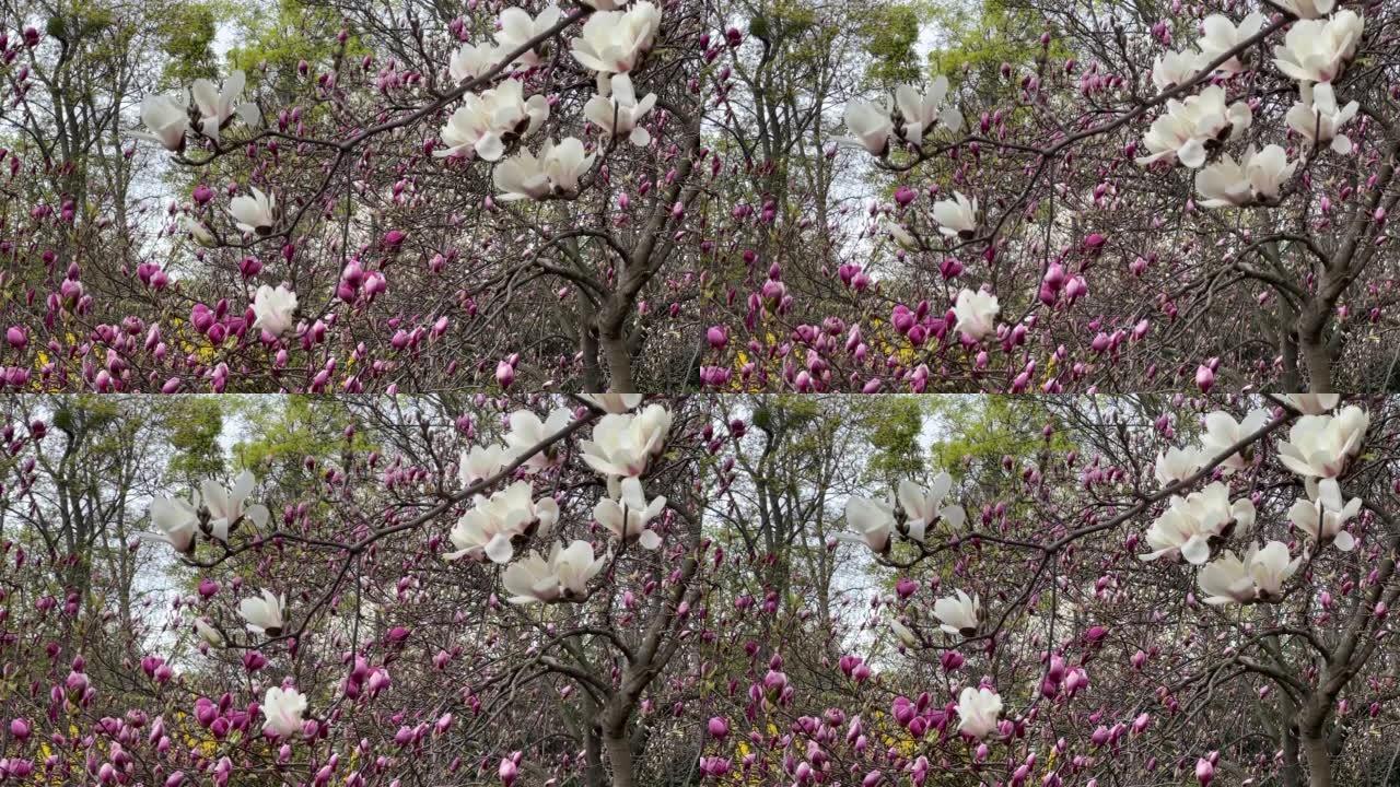 春天花园中的白色玉兰花和粉红色的紫色郁金香树花