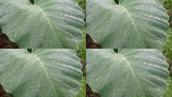 芋头叶子上的雨滴