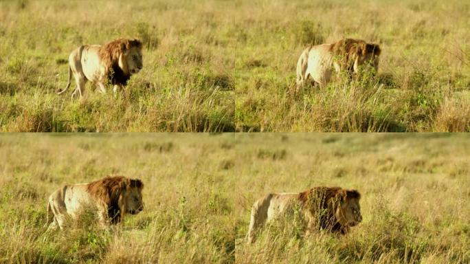 一只愚蠢的狮子在狂野的大草原上咆哮着咬着舌头