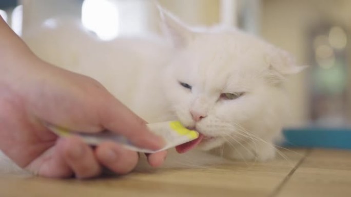 男人用猫湿零食引诱一只昏昏欲睡的猫。