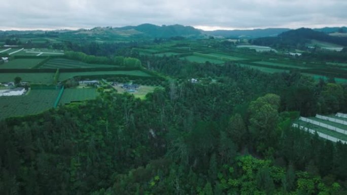 鸟瞰图猕猴桃果园在海湾的充裕，新西兰
