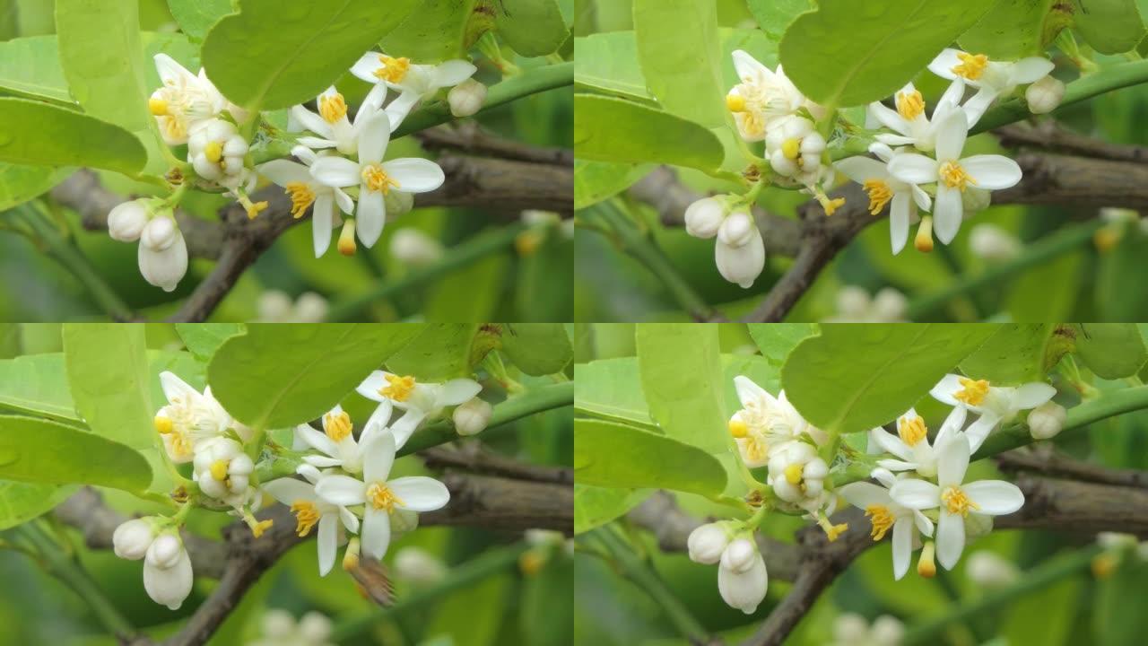 有机农业中树上的白花石灰。