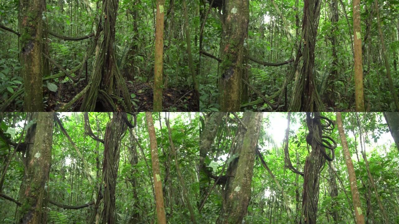 雨林中的藤本植物缠结