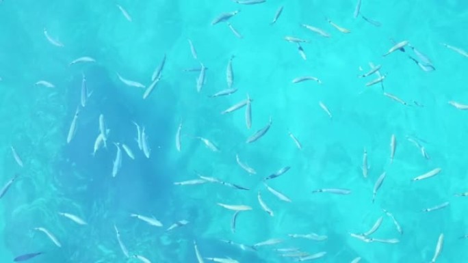 异国情调的鱼群在海里游泳，在水面上等待食物，俯视图
