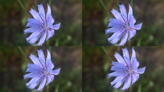 夏季拍摄的蓝色矢车菊