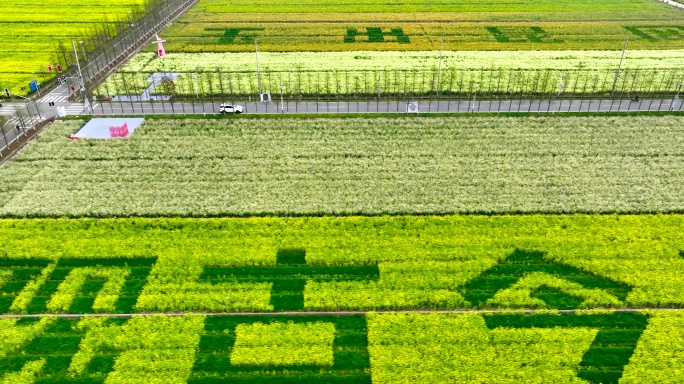 油菜花