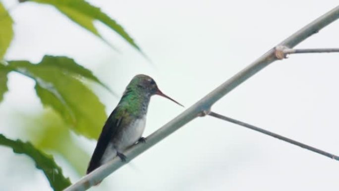 蜂鸟在花园里飞翔