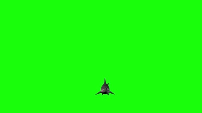 鲨鱼在绿色屏幕上游泳